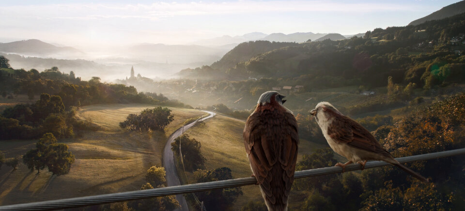 Enedis - Les Moineaux #2