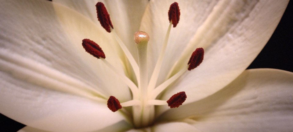 SNCF Flowers